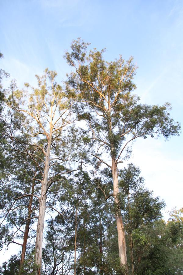 Paperbark Bed & Breakfast Brisbane Dış mekan fotoğraf