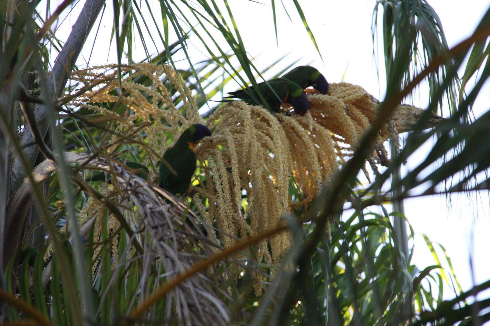 Paperbark Bed & Breakfast Brisbane Dış mekan fotoğraf